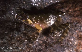 Media type: image;   Herpetology A-95545 Description: Photo of animal in life, taken in the field by Dr. Kenneth Ichiro Miyata. A slide of the photo was scanned in 2012 by Melissa Wooley.;  Aspect: lateral